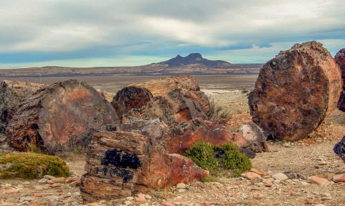 Cómo es el Bosque Petrificado de Jaramillo